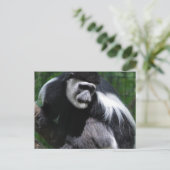 Postkarte für den Schwarzen und Weißen Affen (Stehend Vorderseite)