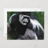 Postkarte für den Schwarzen und Weißen Affen (Vorne/Hinten)