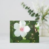 Postkarte für den weißen Hibiskus (Stehend Vorderseite)