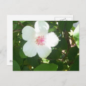 Postkarte für den weißen Hibiskus (Vorne/Hinten)
