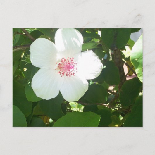 Postkarte für den weißen Hibiskus (Vorderseite)