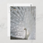 Postkarte für den weißen Pfau (Vorne/Hinten)