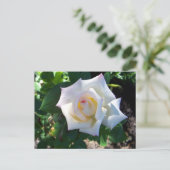 Postkarte für den weißen Sommer Rose (Stehend Vorderseite)