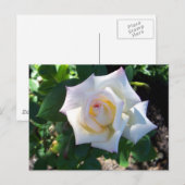 Postkarte für den weißen Sommer Rose (Vorne/Hinten)