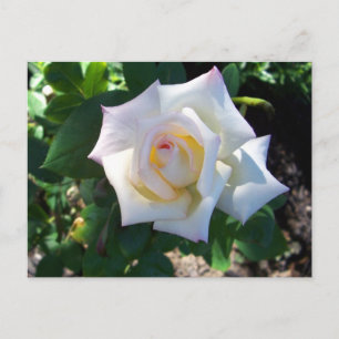 Postkarte für den weißen Sommer Rose