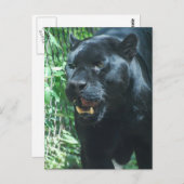 Postkarte für die Black Panther Cat (Vorne/Hinten)