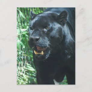 Postkarte für die Black Panther Cat