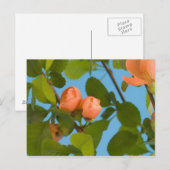 Postkarte für die Blume (Vorne/Hinten)