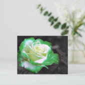 Postkarte für die irische Rose (Stehend Vorderseite)