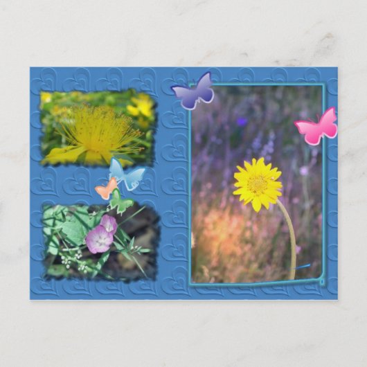 Postkarte für die kalifornische Wildblume (Vorderseite)
