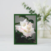 Postkarte für die Rose (Stehend Vorderseite)