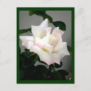 Postkarte für die Rose