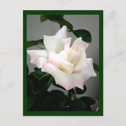 Postkarte für die Rose (Vorderseite)