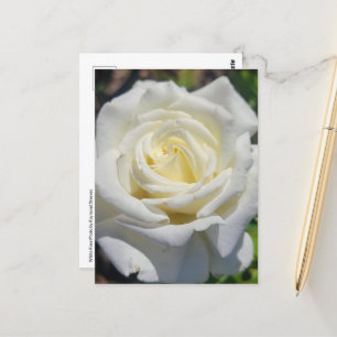 Postkarte für die Rose