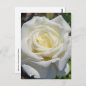 Postkarte für die Rose (Vorne/Hinten)