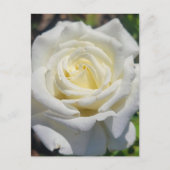 Postkarte für die Rose (Vorderseite)