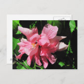 Postkarte für doppelrosa Hibiskus (Vorne/Hinten)