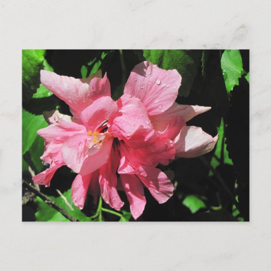 Postkarte für doppelrosa Hibiskus (Vorderseite)