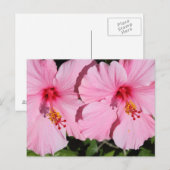 Postkarte für doppelrosa Hibiskus (Vorne/Hinten)