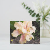 Postkarte für doppelten Hibiskus (Stehend Vorderseite)