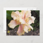 Postkarte für doppelten Hibiskus (Vorne/Hinten)