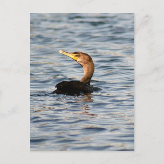 Postkarte für doppeltes Cormorant-Bird-Foto (Vorderseite)