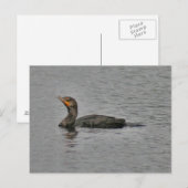 Postkarte für doppeltes Cormorant-Bird-Foto (Vorne/Hinten)