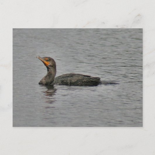 Postkarte für doppeltes Cormorant-Bird-Foto (Vorderseite)