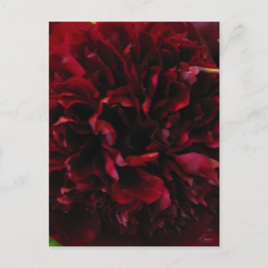 Postkarte für doppeltes Peony Tulip (Vorderseite)