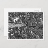 Postkarte für Eichenbaum (Vorne/Hinten)