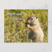 Postkarte für Eichhörnchenessen, Sondertext (Vorderseite)