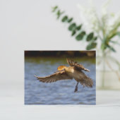 Postkarte für eine fliegende Ente (Stehend Vorderseite)