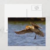 Postkarte für eine fliegende Ente (Vorne/Hinten)