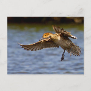 Postkarte für eine fliegende Ente
