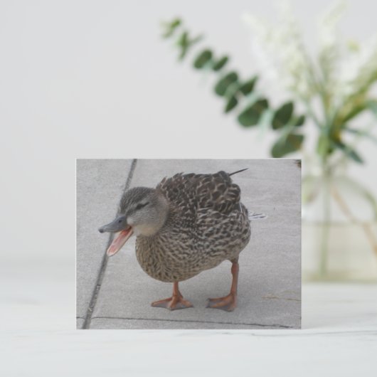Postkarte für Enten (Stehend Vorderseite)