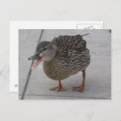 Postkarte für Enten (Vorne/Hinten)
