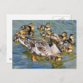 Postkarte für Enten (Vorne/Hinten)