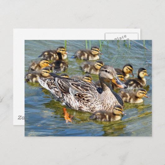Postkarte für Enten (Vorne/Hinten)