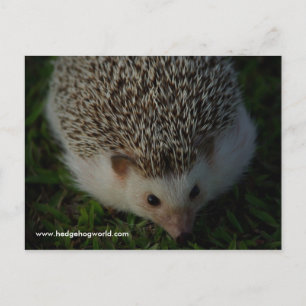 Postkarte für entspannten Igel