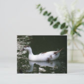 Postkarte für Fleckente (Stehend Vorderseite)