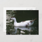 Postkarte für Fleckente (Vorne/Hinten)