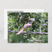 Postkarte für Flycatcher (Vorne/Hinten)