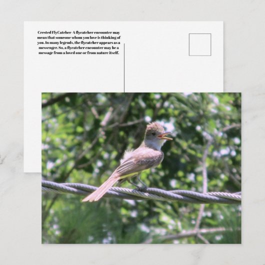 Postkarte für Flycatcher (Vorne/Hinten)