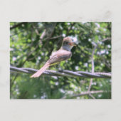 Postkarte für Flycatcher (Vorderseite)