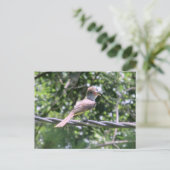 Postkarte für Flycatcher (Stehend Vorderseite)