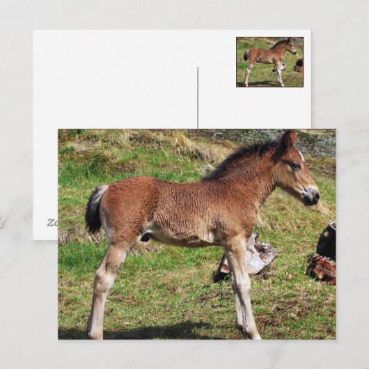 Postkarte für Fohlen (Vorne/Hinten)