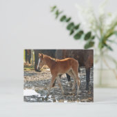 Postkarte für Fohlen (Stehend Vorderseite)