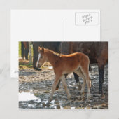 Postkarte für Fohlen (Vorne/Hinten)