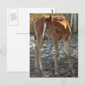 Postkarte für Fohlen (Vorne/Hinten)
