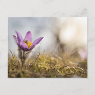 Postkarte für größere Blume